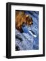 Brown Bear and Spawning Salmon-null-Framed Photographic Print