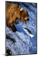 Brown Bear and Spawning Salmon-null-Mounted Photographic Print