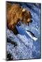 Brown Bear and Spawning Salmon-null-Mounted Photographic Print