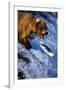 Brown Bear and Spawning Salmon-null-Framed Photographic Print