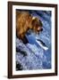 Brown Bear and Spawning Salmon-null-Framed Photographic Print