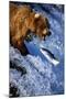 Brown Bear and Spawning Salmon-null-Mounted Photographic Print