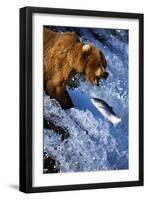 Brown Bear and Spawning Salmon-null-Framed Photographic Print