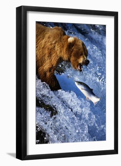 Brown Bear and Spawning Salmon-null-Framed Photographic Print