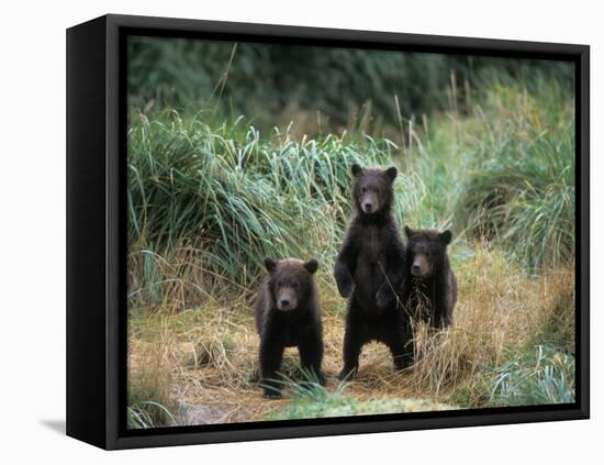 Brown Bear and Three Spring Cubs in Katmai National Park, Alaskan Peninsula, USA-Steve Kazlowski-Framed Stretched Canvas