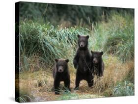 Brown Bear and Three Spring Cubs in Katmai National Park, Alaskan Peninsula, USA-Steve Kazlowski-Stretched Canvas