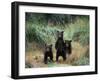 Brown Bear and Three Spring Cubs in Katmai National Park, Alaskan Peninsula, USA-Steve Kazlowski-Framed Premium Photographic Print