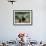 Brown Bear and Three Spring Cubs in Katmai National Park, Alaskan Peninsula, USA-Steve Kazlowski-Framed Photographic Print displayed on a wall