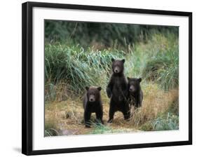 Brown Bear and Three Spring Cubs in Katmai National Park, Alaskan Peninsula, USA-Steve Kazlowski-Framed Photographic Print