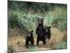 Brown Bear and Three Spring Cubs in Katmai National Park, Alaskan Peninsula, USA-Steve Kazlowski-Mounted Photographic Print