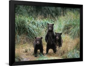 Brown Bear and Three Spring Cubs in Katmai National Park, Alaskan Peninsula, USA-Steve Kazlowski-Framed Photographic Print