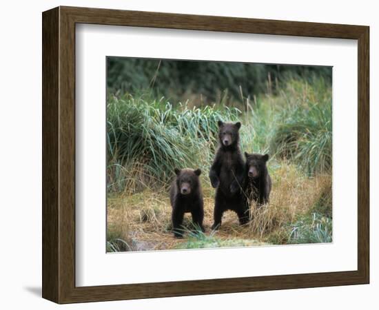 Brown Bear and Three Spring Cubs in Katmai National Park, Alaskan Peninsula, USA-Steve Kazlowski-Framed Photographic Print