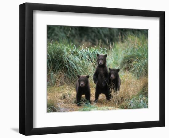 Brown Bear and Three Spring Cubs in Katmai National Park, Alaskan Peninsula, USA-Steve Kazlowski-Framed Photographic Print