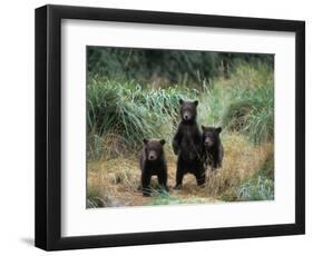 Brown Bear and Three Spring Cubs in Katmai National Park, Alaskan Peninsula, USA-Steve Kazlowski-Framed Photographic Print