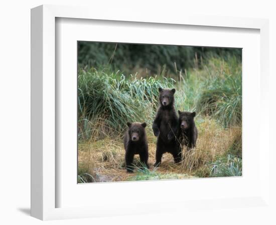 Brown Bear and Three Spring Cubs in Katmai National Park, Alaskan Peninsula, USA-Steve Kazlowski-Framed Photographic Print