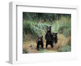 Brown Bear and Three Spring Cubs in Katmai National Park, Alaskan Peninsula, USA-Steve Kazlowski-Framed Photographic Print