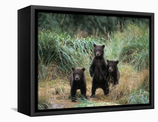 Brown Bear and Three Spring Cubs in Katmai National Park, Alaskan Peninsula, USA-Steve Kazlowski-Framed Stretched Canvas