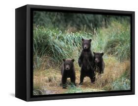 Brown Bear and Three Spring Cubs in Katmai National Park, Alaskan Peninsula, USA-Steve Kazlowski-Framed Stretched Canvas