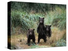 Brown Bear and Three Spring Cubs in Katmai National Park, Alaskan Peninsula, USA-Steve Kazlowski-Stretched Canvas