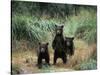 Brown Bear and Three Spring Cubs in Katmai National Park, Alaskan Peninsula, USA-Steve Kazlowski-Stretched Canvas