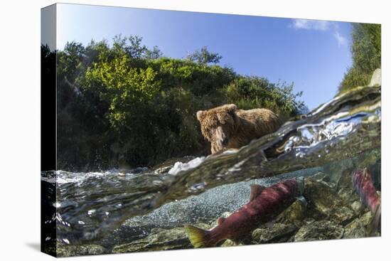 Brown Bear and Underwater Salmon, Katmai National Park, Alaska-null-Stretched Canvas