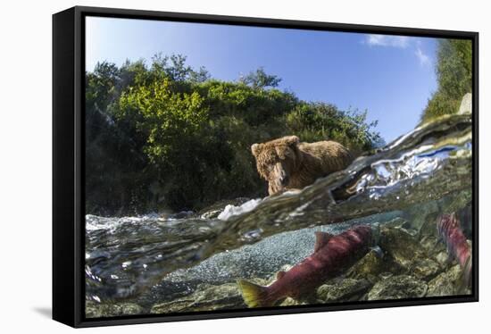 Brown Bear and Underwater Salmon, Katmai National Park, Alaska-null-Framed Stretched Canvas