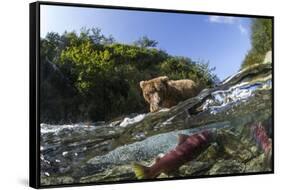 Brown Bear and Underwater Salmon, Katmai National Park, Alaska-null-Framed Stretched Canvas