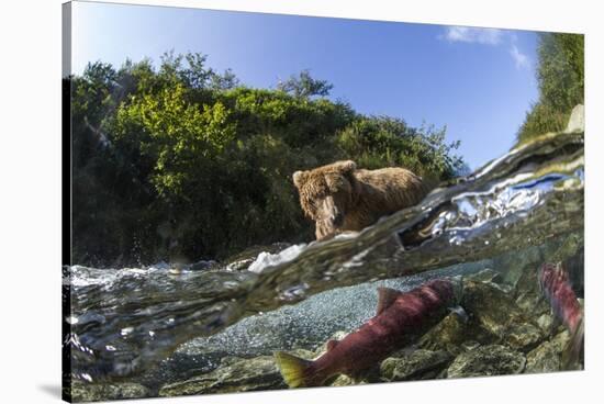 Brown Bear and Underwater Salmon, Katmai National Park, Alaska-null-Stretched Canvas