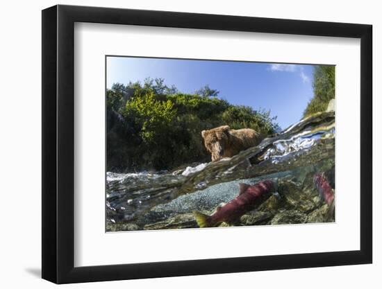 Brown Bear and Underwater Salmon, Katmai National Park, Alaska-null-Framed Premium Photographic Print