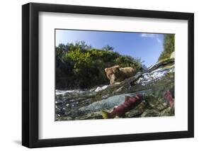 Brown Bear and Underwater Salmon, Katmai National Park, Alaska-null-Framed Premium Photographic Print