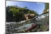 Brown Bear and Underwater Salmon, Katmai National Park, Alaska-null-Mounted Premium Photographic Print