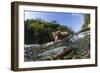 Brown Bear and Underwater Salmon, Katmai National Park, Alaska-null-Framed Photographic Print