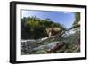 Brown Bear and Underwater Salmon, Katmai National Park, Alaska-null-Framed Photographic Print