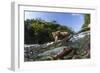 Brown Bear and Underwater Salmon, Katmai National Park, Alaska-null-Framed Photographic Print