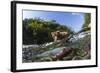 Brown Bear and Underwater Salmon, Katmai National Park, Alaska-null-Framed Photographic Print