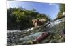 Brown Bear and Underwater Salmon, Katmai National Park, Alaska-null-Mounted Photographic Print