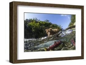 Brown Bear and Underwater Salmon, Katmai National Park, Alaska-null-Framed Photographic Print