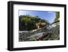 Brown Bear and Underwater Salmon, Katmai National Park, Alaska-null-Framed Photographic Print