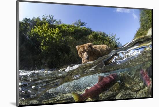 Brown Bear and Underwater Salmon, Katmai National Park, Alaska-null-Mounted Photographic Print