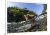 Brown Bear and Underwater Salmon, Katmai National Park, Alaska-null-Framed Photographic Print