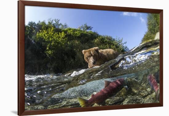 Brown Bear and Underwater Salmon, Katmai National Park, Alaska-null-Framed Photographic Print