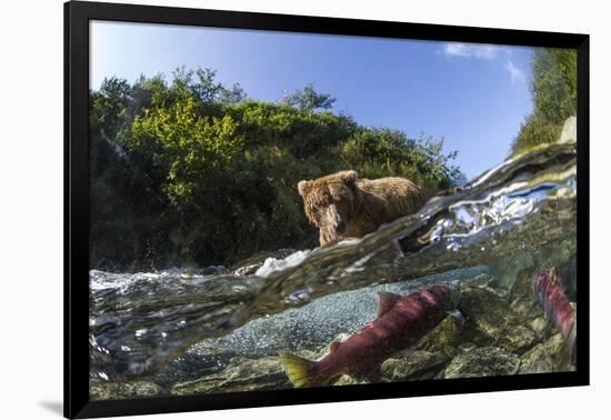 Brown Bear and Underwater Salmon, Katmai National Park, Alaska-null-Framed Photographic Print