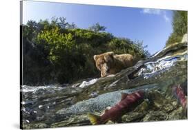 Brown Bear and Underwater Salmon, Katmai National Park, Alaska-null-Stretched Canvas