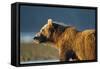 Brown Bear at Dawn, Katmai National Park, Alaska-Paul Souders-Framed Stretched Canvas