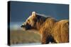 Brown Bear at Dawn, Katmai National Park, Alaska-Paul Souders-Stretched Canvas