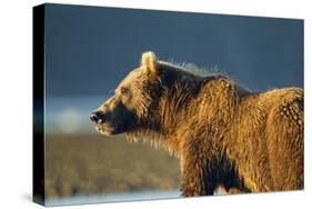 Brown Bear at Dawn, Katmai National Park, Alaska-Paul Souders-Stretched Canvas