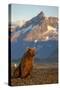 Brown Bear at Dawn, Katmai National Park, Alaska-Paul Souders-Stretched Canvas