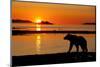 Brown Bear at Dawn, Katmai National Park, Alaska-Paul Souders-Mounted Photographic Print