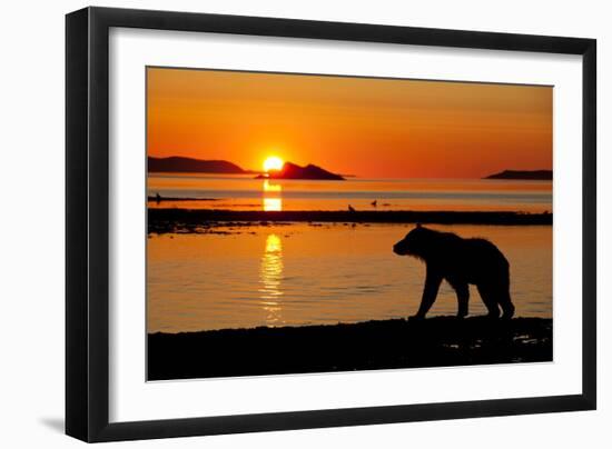 Brown Bear at Dawn, Katmai National Park, Alaska-Paul Souders-Framed Photographic Print