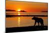 Brown Bear at Dawn, Katmai National Park, Alaska-Paul Souders-Mounted Photographic Print